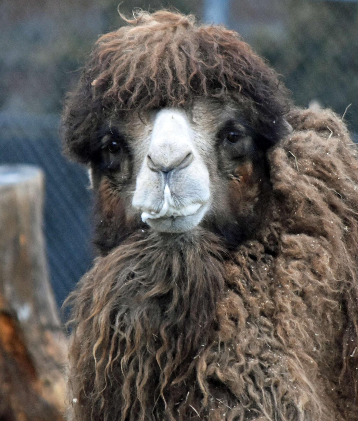 Detroit Zoo reports death of its camel Rusty - CBS Detroit
