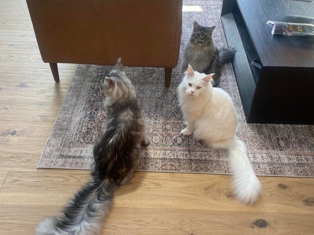 longest-tail-on-a-domestic-cat-living-2.jpg 