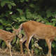 How the Pittsburgh area's drought could push deer towards your yard 