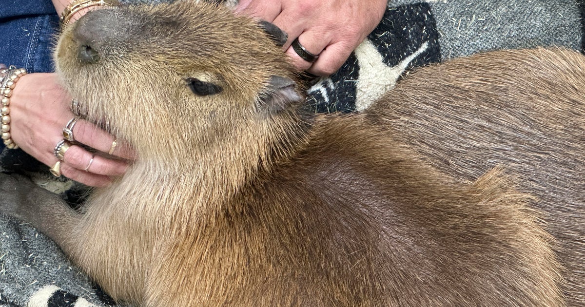 Capybara Cafe in St. Augustine allows visitors to cuddle with giant rodents Capybara Cafe in St. Augustine allows visitors to cuddle with giant rodents