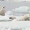 Researchers capture video of rare polar bear adoption