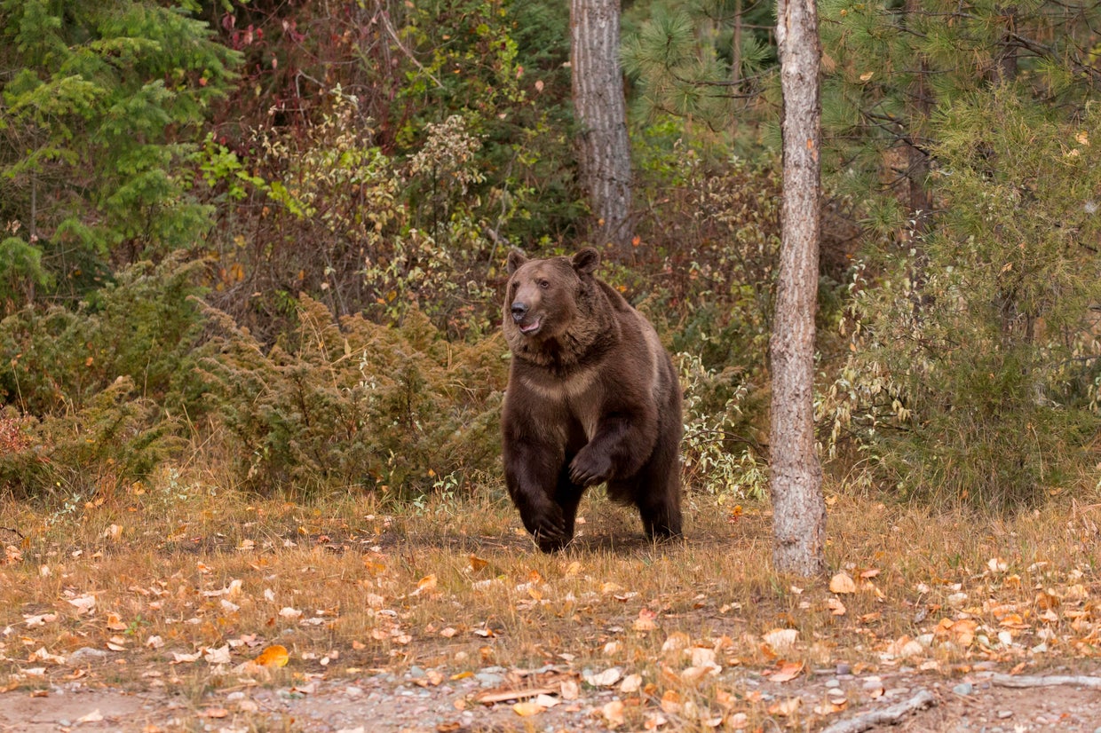 Man shoots and kills charging grizzly bear in Montana, officials say Man shoots and kills charging grizzly bear in Montana, officials say