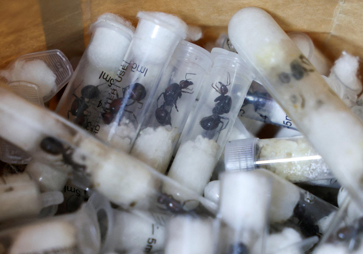 Kenya accuses 4 men of trying to smuggle thousands of ants, as authorities note