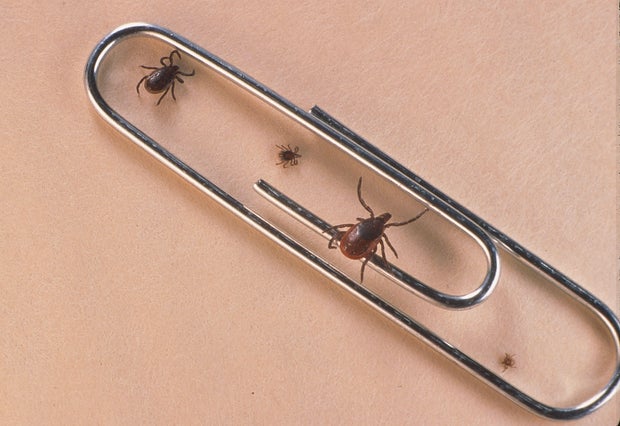 Close Up Of An Adult Female An Adult Male Nymph And Larva Tick Is Shown June 15 2001 