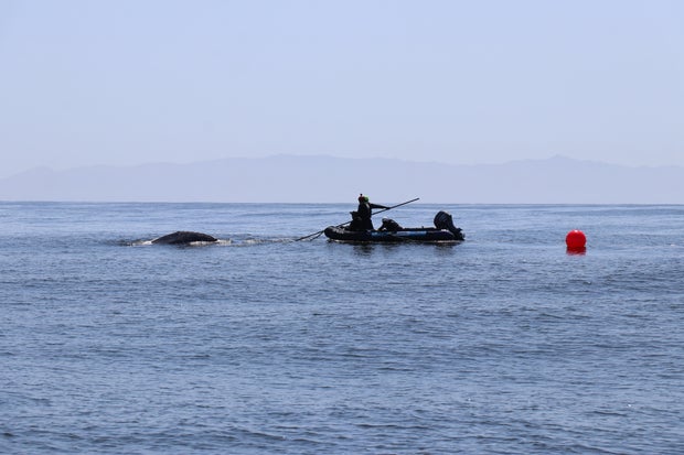 img-1940-must-credit-photo-by-marine-mammal-care-center-noaa-permit-24359.jpg 
