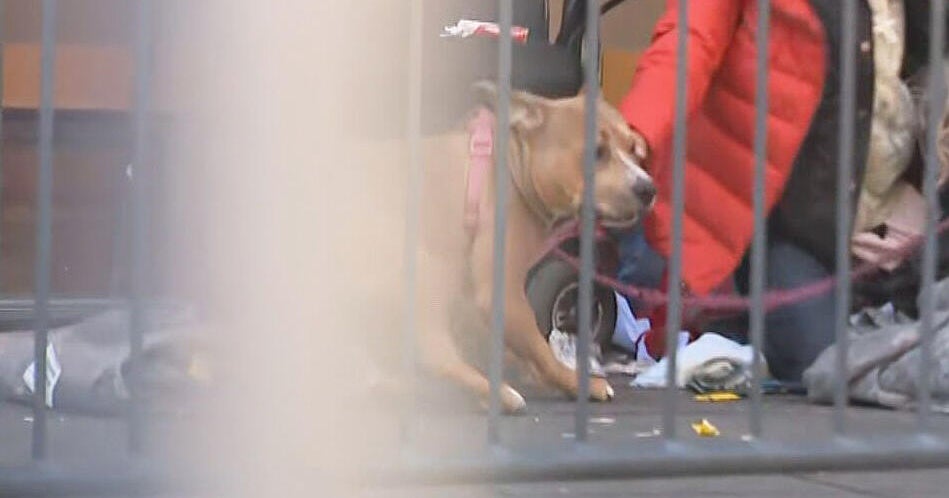 Boston Police Fire at Dog Near Marathon Finish