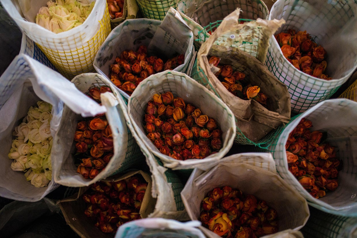 Rose bouquets sit in a container to be packed for export