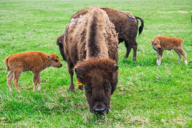 fermilab-bison-1.jpg 