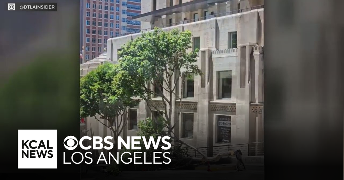 Downtown LA trees inexplicability chopped down with chainsaw - CBS Los ...