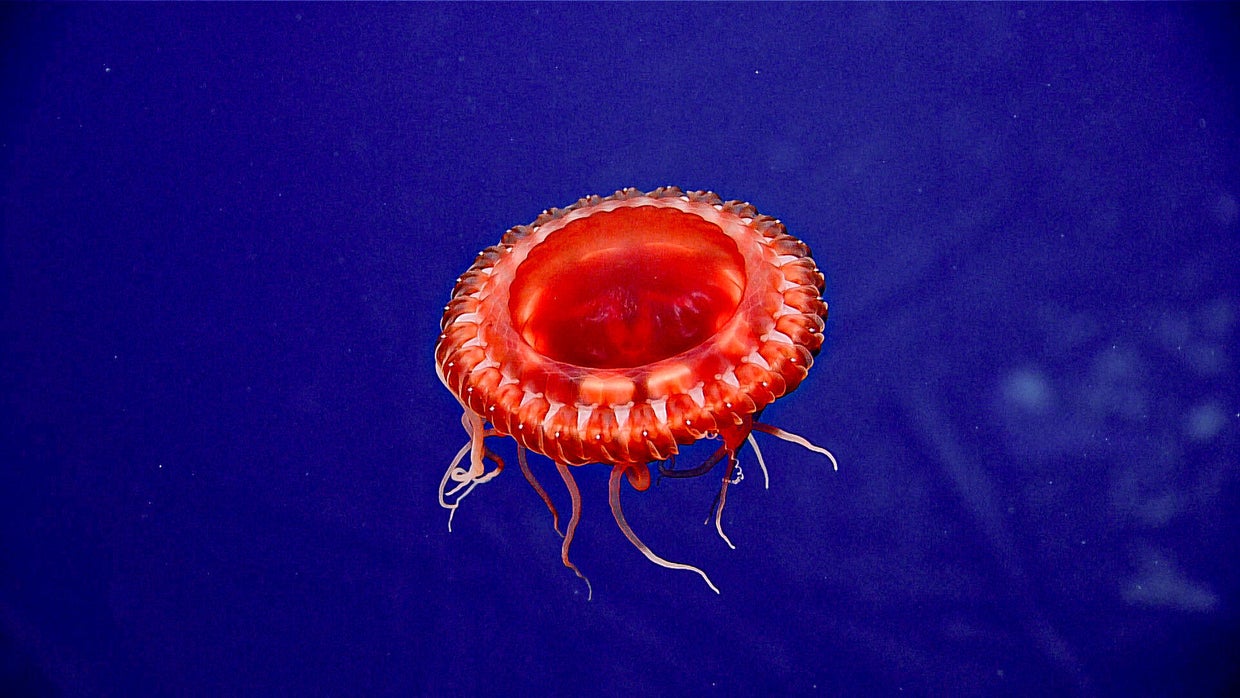 dive06-jellyfish.jpg