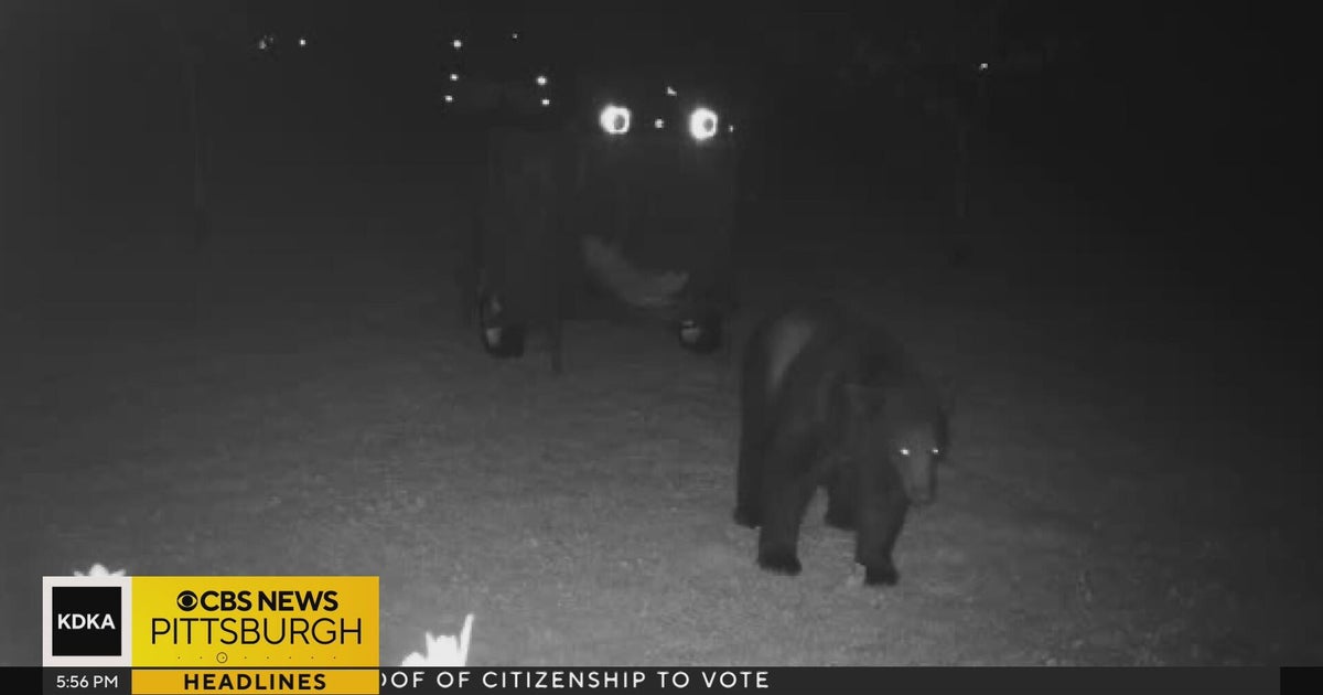 300-pound black bear on the prowl in Fayette County - CBS Pittsburgh