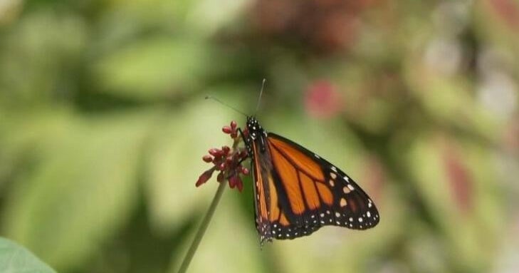 Butterfly populations are in dramatic decline