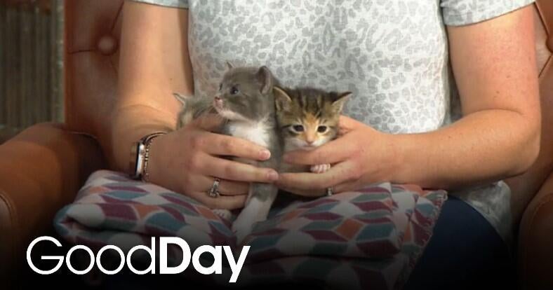 Kittens Surge in Shelters, Volunteers Sought for Fostering