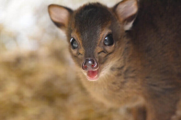 Baby Blue Duiker Maryland Zoo 
