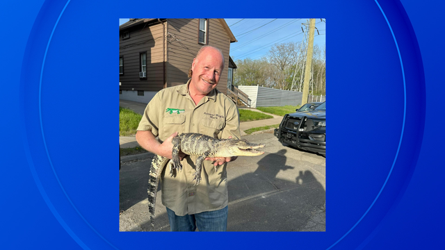 Alligator found outside of drug house in Wayne County, Michigan 