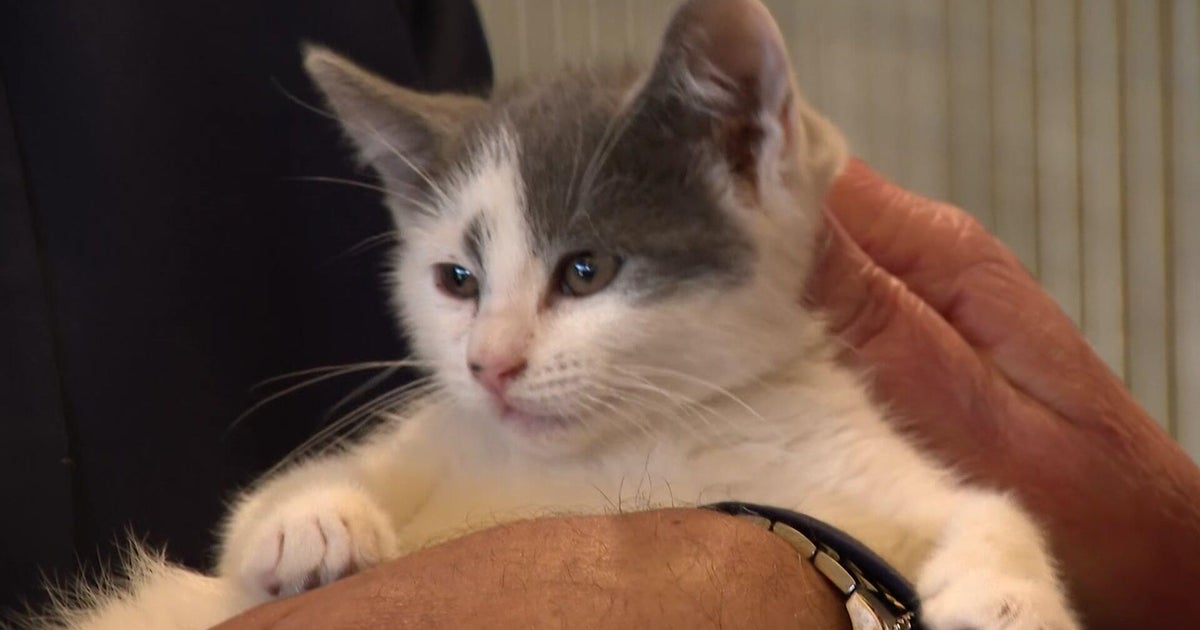 30 cats found in cages off Southern State Parkway weren't abandoned, homeless man says