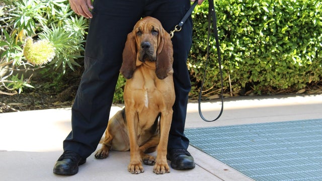 Bloodhound joins the San Mateo Sheriff's Office 