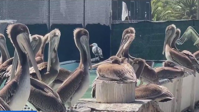 Brown Pelicans at International Bird Rescue in Fairfield 