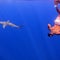 "Never Too Late": Nate Burleson dives into open water with a shark encounter