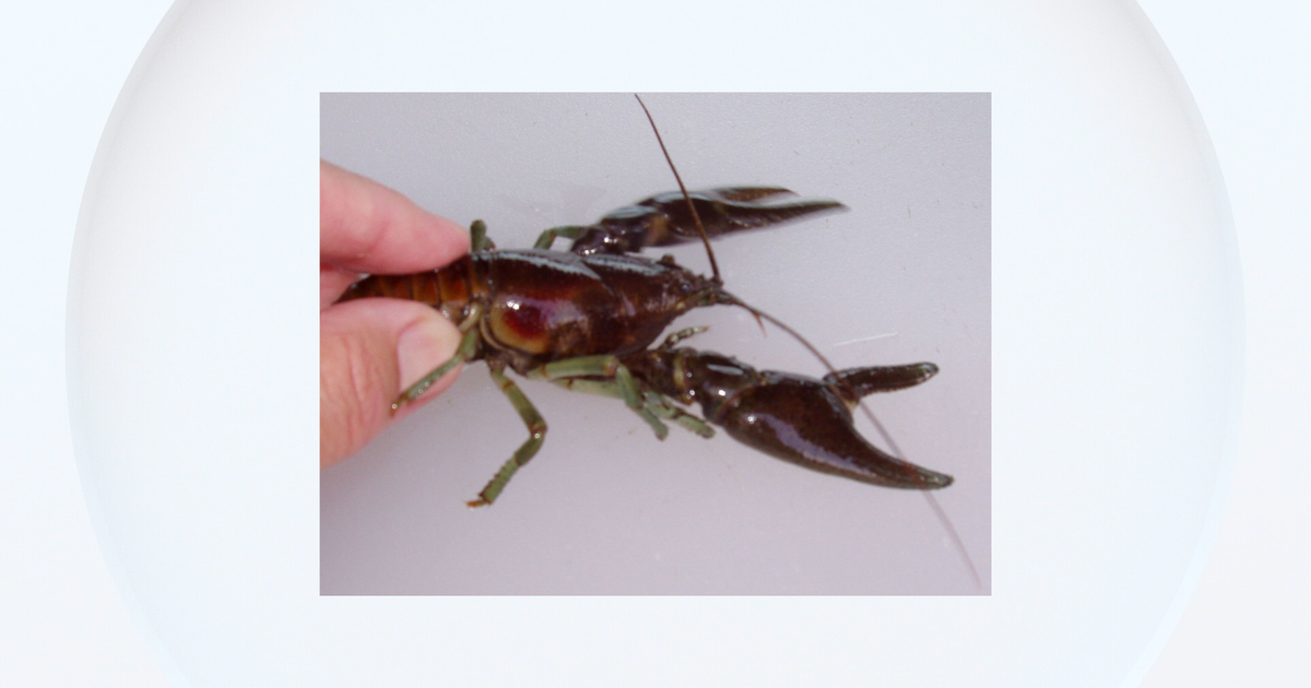 Colorado Parks and Wildlife says nuisance species found in Little Thompson River