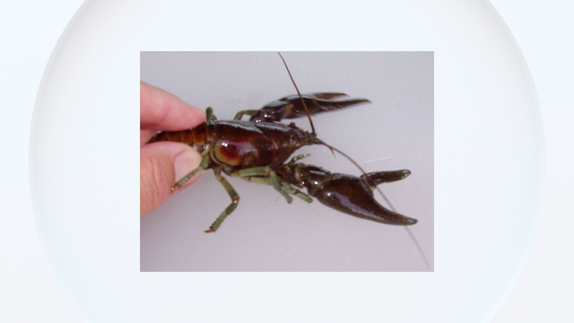 rusty-crayfish.png 