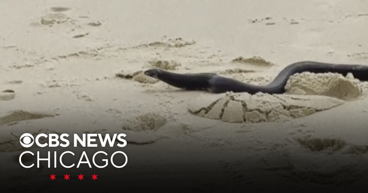 Snake freaks out beachgoers in Maryland