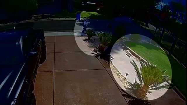 dog-killed-by-mail-carrier.jpg 