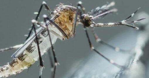 Broward will spray several cities for mosquitoes this week