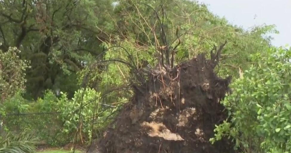 Massive tree topples over, knocking out power in South Miami
