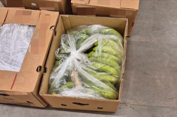 Massive cocaine accommodation found hidden in the shipment of banana, again 1 BANANAS-SCREENSHOT-2025-05-05-095001.PNG