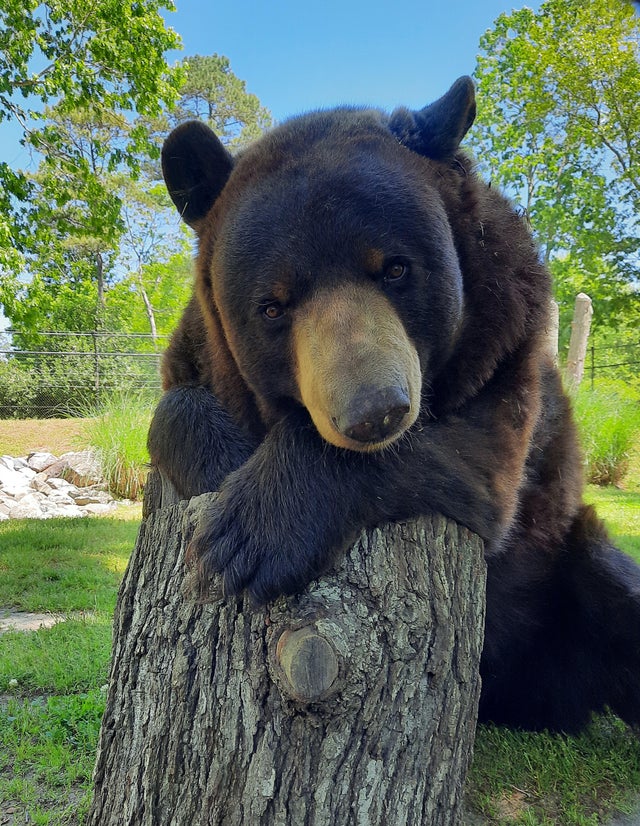 Cape May County Zoo mourns death of 20-year-old black bear Cody