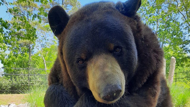 cody-the-bear.jpg 