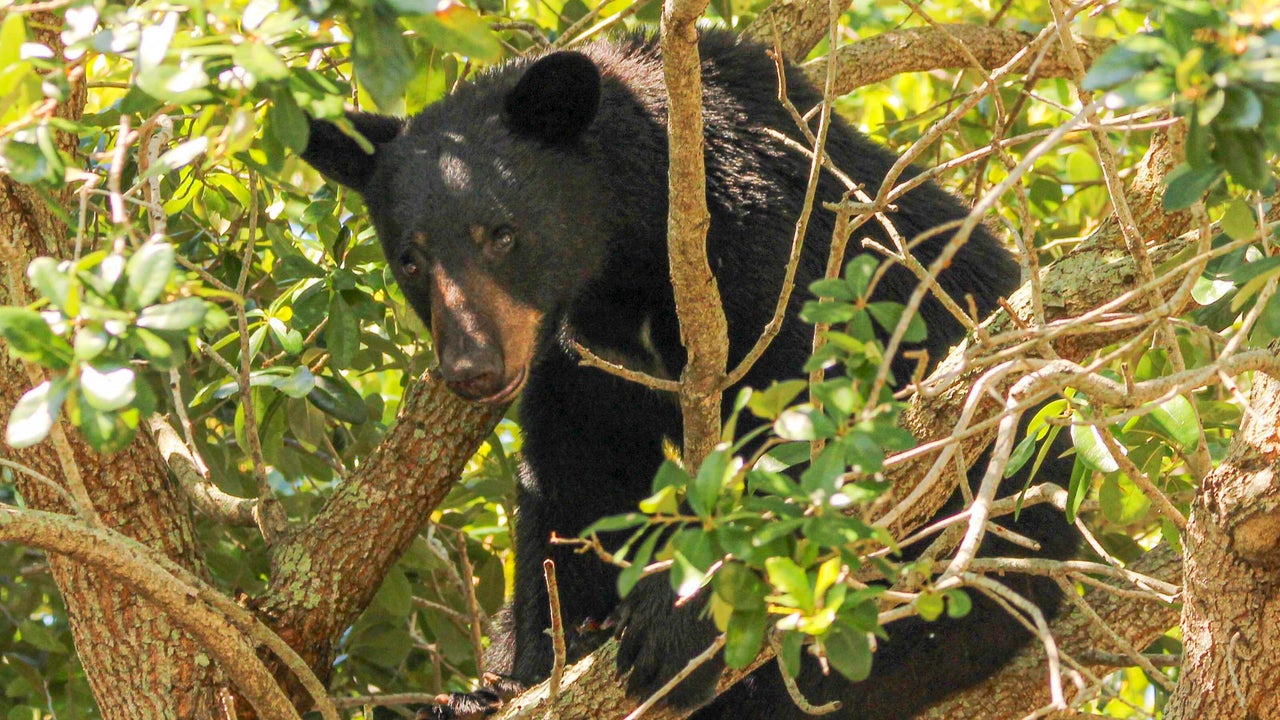 Black Bear news - Today’s latest updates - CBS News