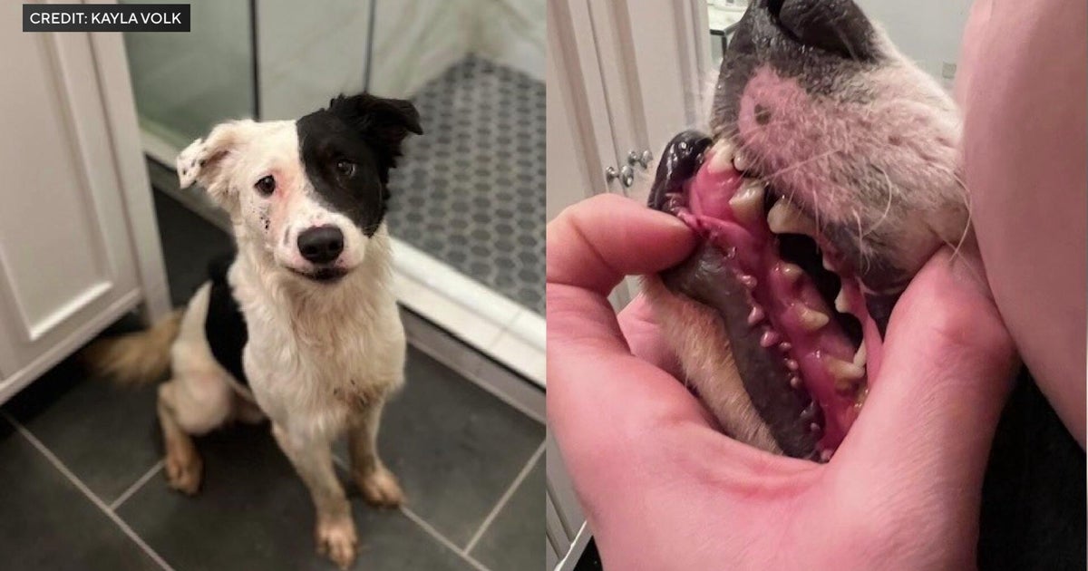9 dogs found dead at Minnesota boarding business; owner faces animal torture charges 9 dogs found dead at Minnesota boarding business; owner faces animal torture charges