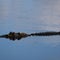 Alligator attacks, kills woman canoeing with her husband in Florida