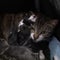 Man charged after 69 live cats, two dozen dead kittens found in home