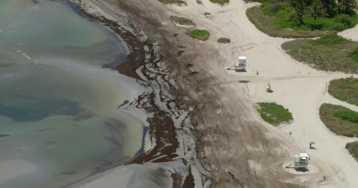 Record seaweed surge at South Florida beaches