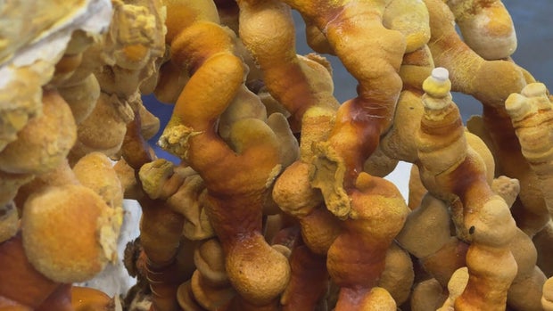 mushroom-cultivation-6pkg-frame-506.jpg 