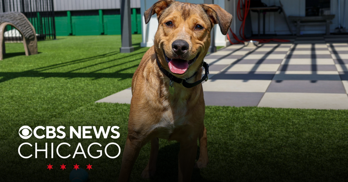 Meet Franny, Paws Chicago’s Pet of the Week - CBS Chicago