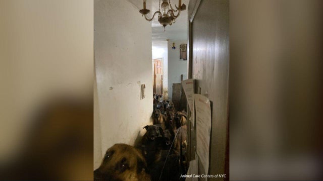 Several Belgian Malinois in a small New York City apartment. 