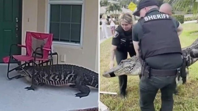 cbsmiami-gator-lee-county-florida-1.jpg 