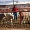 U.S. suspends importation of live cattle from Mexico over screwworm pest