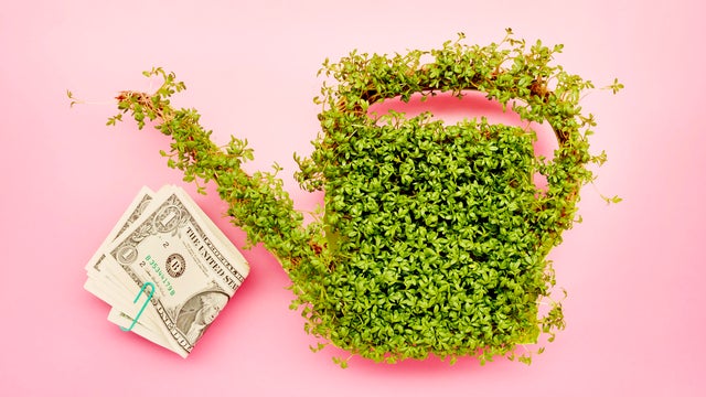 Cress in the shape of a watering can and bunch of American Dollar banknotes on pink background 
