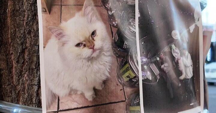 Video offers clues in Flatbush, Brooklyn bodega cat's apparent theft