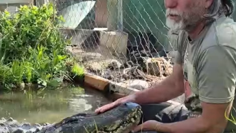 colorado-gator-passes-still-from-colorado-gator-farm-fb-video.png 