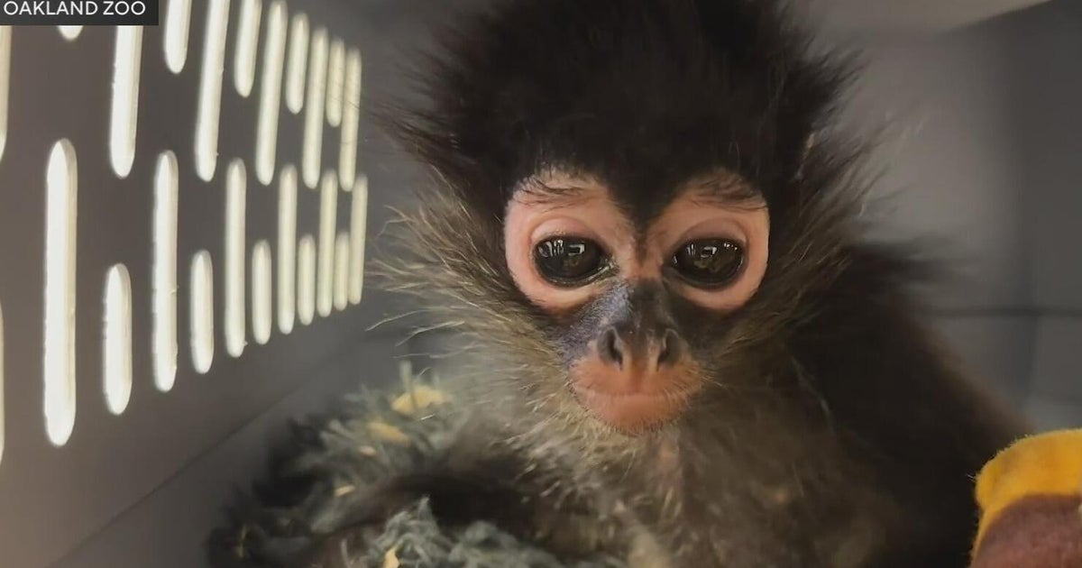 Spider monkey rescued by officers during drug bust near Vallejo