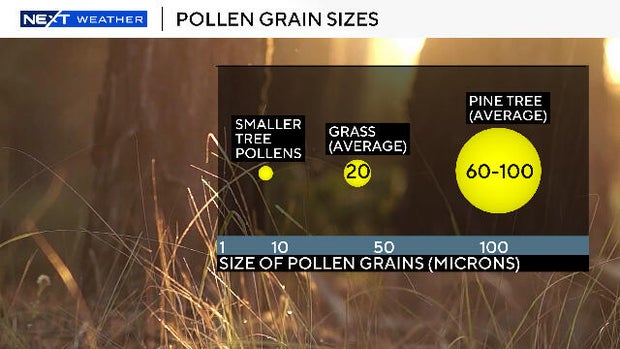 pollen-size.jpg 