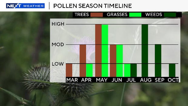 pollen-season-timeline.jpg 