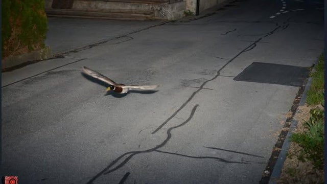 duck-496801843-1112524797569245-1308952992462263001-n.jpg 