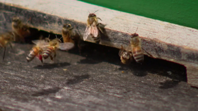 honeybees.png 